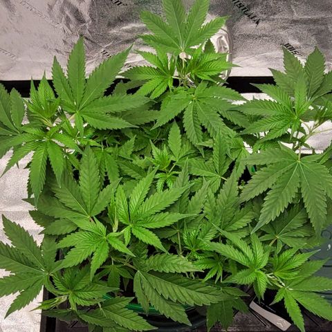 Original Skunk #1 growlog timeline photo