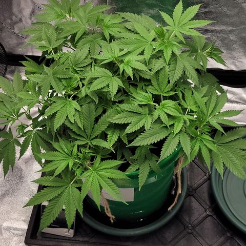 Original Skunk #1 growlog timeline photo