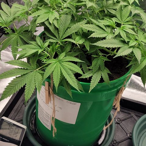 Original Skunk #1 growlog timeline photo