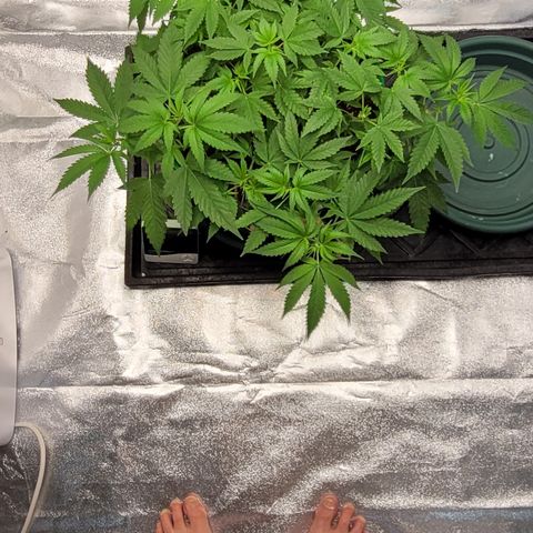 Original Skunk #1 growlog timeline photo
