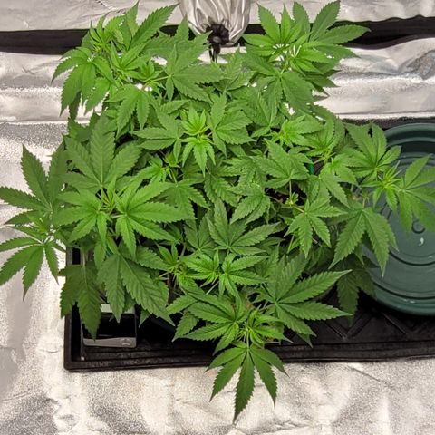 Original Skunk #1 growlog timeline photo