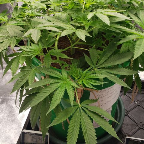 Original Skunk #1 growlog photo: Still in training and vegetative 