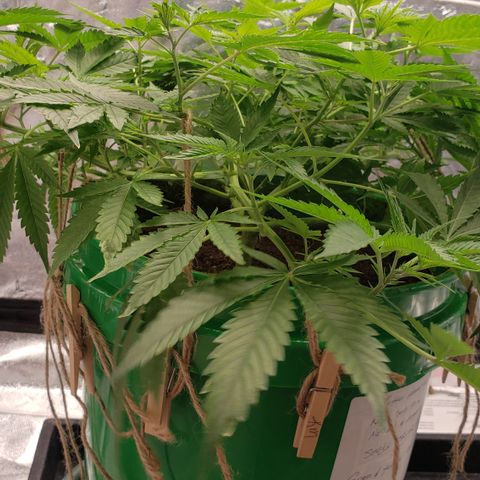 Original Skunk #1 growlog timeline photo
