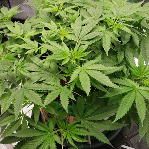 Original Skunk #1 growlog timeline photo