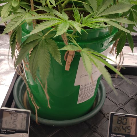 Original Skunk #1 growlog timeline photo