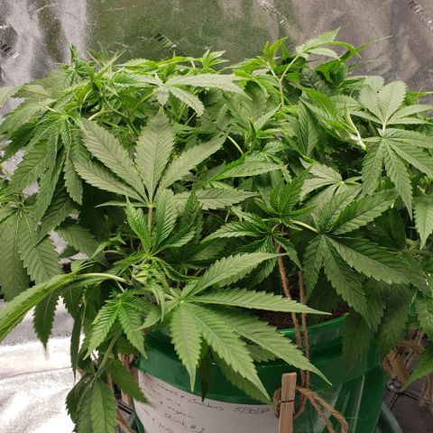 Original Skunk #1 growlog timeline photo