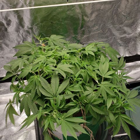 Original Skunk #1 growlog timeline photo