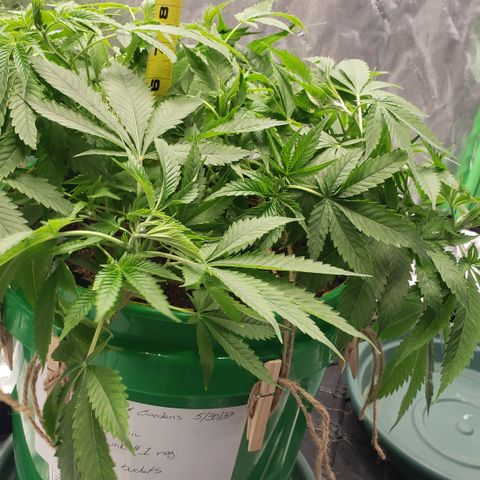 Original Skunk #1 growlog timeline photo