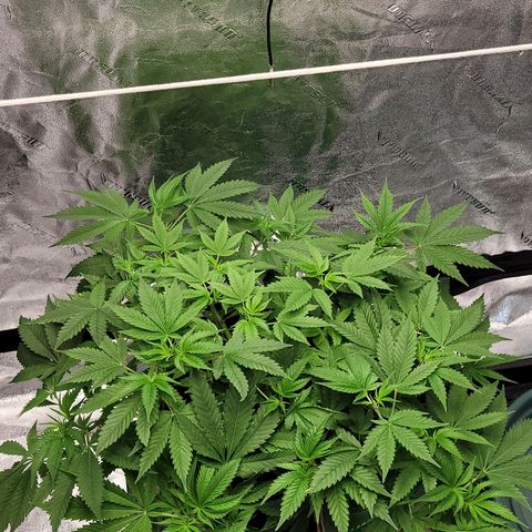 Original Skunk #1 growlog photo: Pictures taken at 831pm