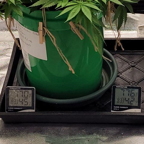 Original Skunk #1 growlog timeline photo