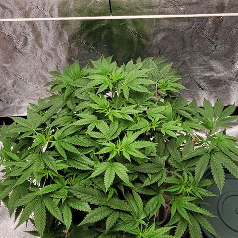 Original Skunk #1 growlog photo: Before foliage trim
