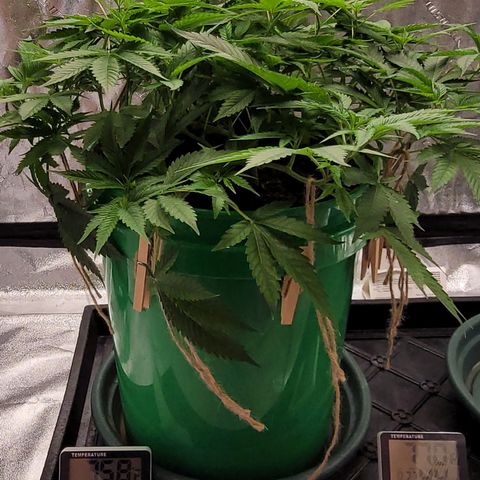 Original Skunk #1 growlog photo: Before foliage trim