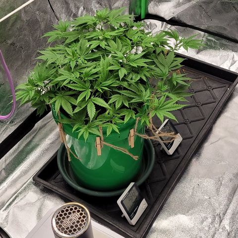 Original Skunk #1 growlog timeline photo