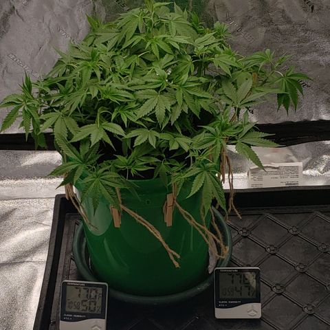 Original Skunk #1 growlog timeline photo