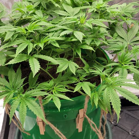 Original Skunk #1 growlog timeline photo