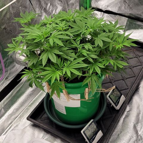 Original Skunk #1 growlog timeline photo