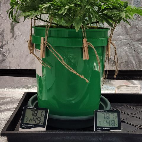 Original Skunk #1 growlog timeline photo