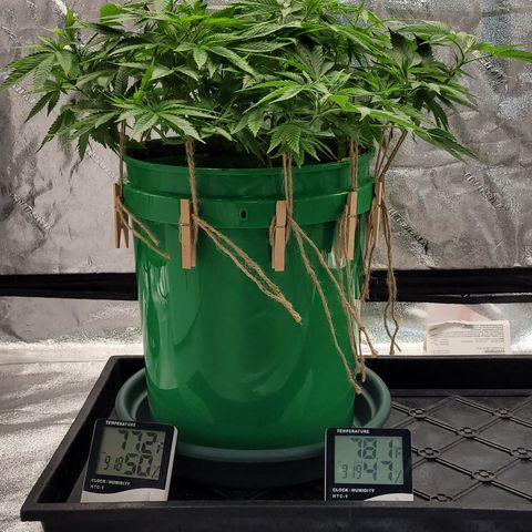 Original Skunk #1 growlog photo: Raised the probe up.