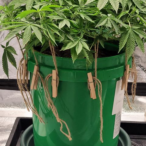 Original Skunk #1 growlog photo: Week 8 of veg.