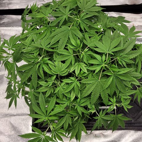 Original Skunk #1 growlog timeline photo