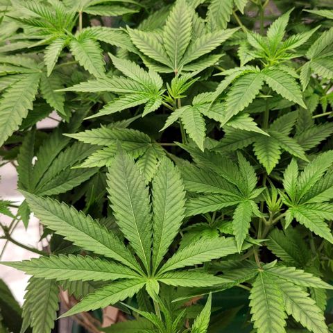 Original Skunk #1 growlog timeline photo