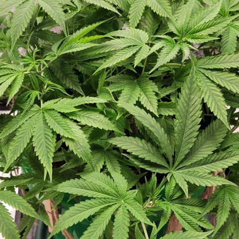 Original Skunk #1 growlog timeline photo