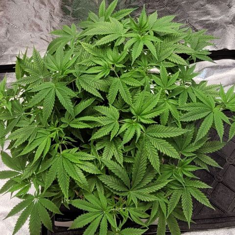 Original Skunk #1 growlog timeline photo
