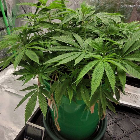 Original Skunk #1 growlog timeline photo
