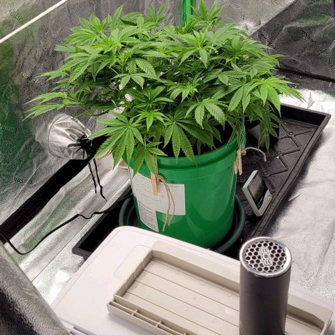 Original Skunk #1 growlog timeline photo