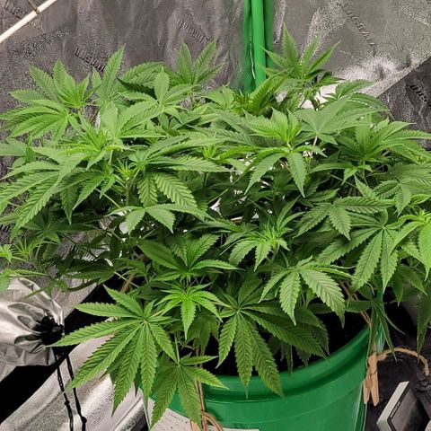 Original Skunk #1 growlog timeline photo