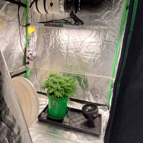 Original Skunk #1 growlog timeline photo