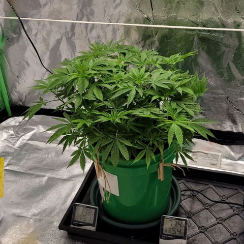 Original Skunk #1 growlog timeline photo