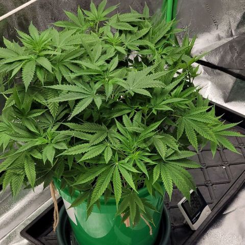 Original Skunk #1 growlog timeline photo