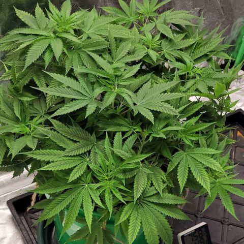 Original Skunk #1 growlog timeline photo