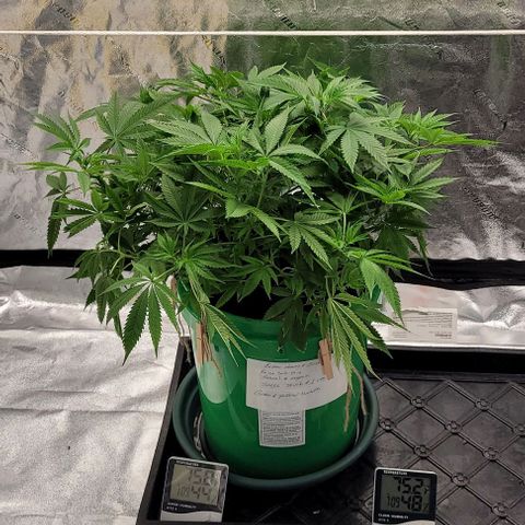 Original Skunk #1 growlog photo: Raised the light ⁰28 inches 