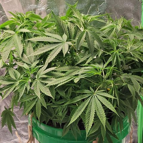 Original Skunk #1 growlog timeline photo