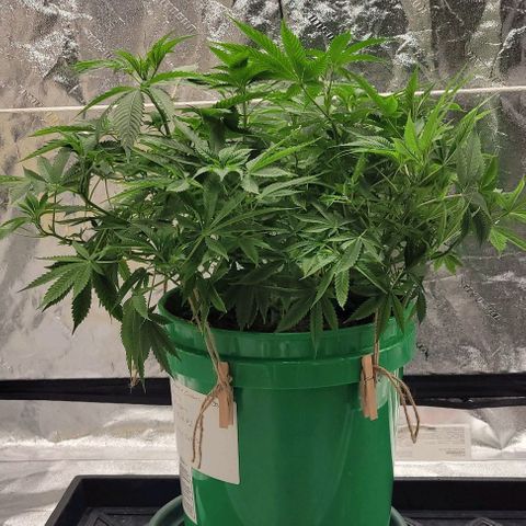 Original Skunk #1 growlog timeline photo