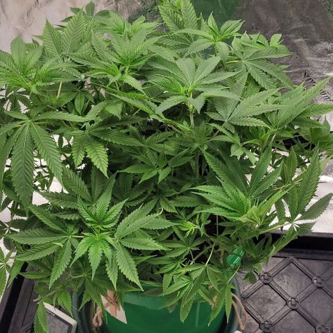 Original Skunk #1 growlog timeline photo