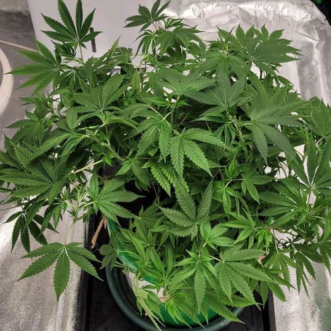 Original Skunk #1 growlog timeline photo