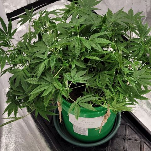 Original Skunk #1 growlog timeline photo