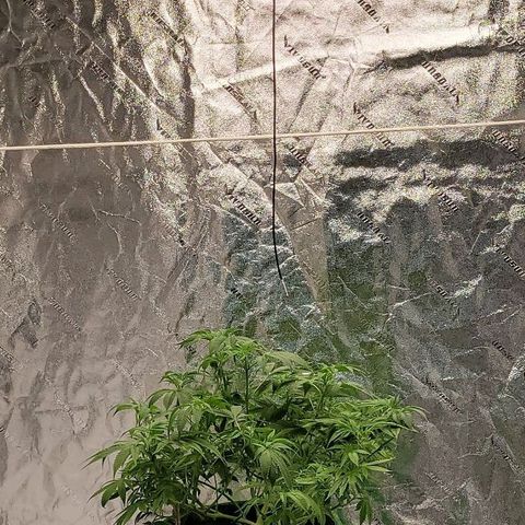 Original Skunk #1 growlog timeline photo