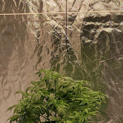 Original Skunk #1 growlog timeline photo