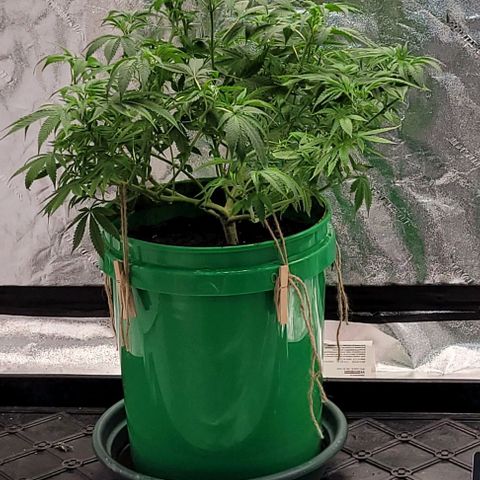 Original Skunk #1 growlog timeline photo