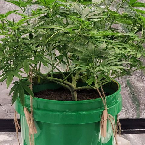 Original Skunk #1 growlog timeline photo