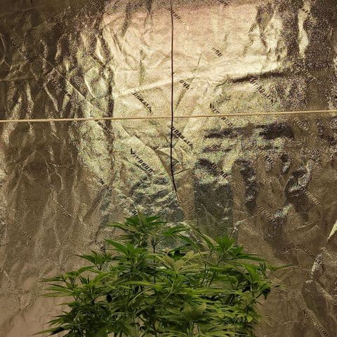 Original Skunk #1 growlog timeline photo