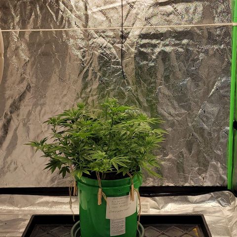 Original Skunk #1 growlog timeline photo