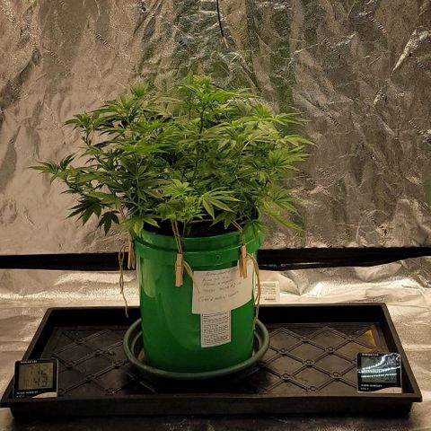 Original Skunk #1 growlog timeline photo