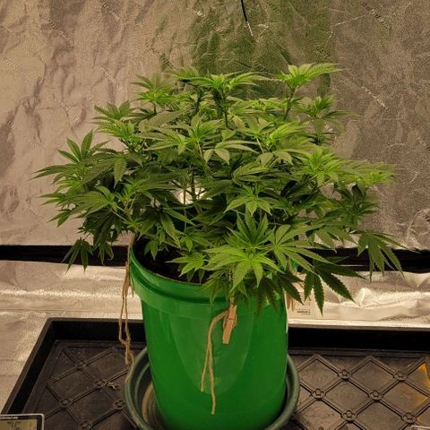 Original Skunk #1 growlog timeline photo