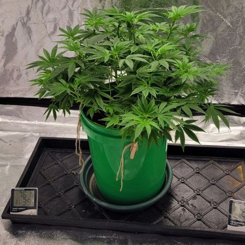 Original Skunk #1 growlog timeline photo