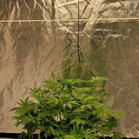 Original Skunk #1 growlog timeline photo